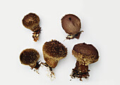 Hedgehog puffball (Lycoperdon echinatum) fungi