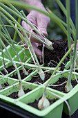 Thinning out onion 'Ailsa Craig' crop from module tray