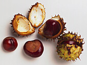 Horse chestnuts, illustration