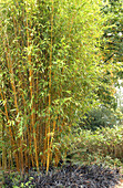 Phyllostachys aureosulcata aureocaulis bamboo clump