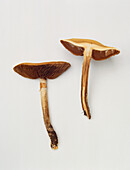 Spring field-cap mushroom (Agrocybe Praecox)