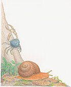 Forest snail and fiddler crab, illustration