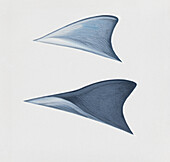 Dorsal fin of Atlantic hump-backed dolphin, illustration