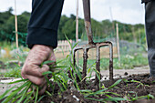 Using hands to pull out weeds, soil lifted with garden fork