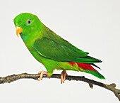 Vernal hanging parrot perching on twig