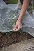 Cabbage covered by insect protection netting