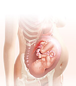 Embryo in the womb at 38 weeks, illustration