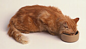 Cat drinking water from a ceramic cat bowl