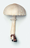 Smooth parasol mushroom