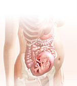 Embryo in the womb at 24 weeks, illustration
