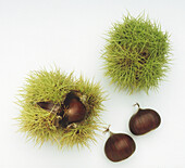 Sweet chestnuts (Castanea sativa)