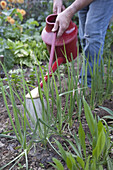 Salsify seedlings being watered using a watering can