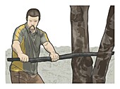 Man using piece of wood to leverage branch, illustration