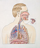Blood vessels around the lungs, illustration