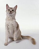 Sorrel silver Somali cat