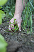 Weeding around leek (Allium 'Musselburgh Improved')