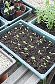 Parsley, culinary herb, biennial plant, seedlings, growing in a seed tray