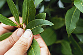 Fingers holding leaf with sign of pest damage
