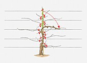Winter grape vines with pruning marks in red, illustration