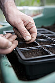 Sowing Ailsa Craig seeds into a module tray