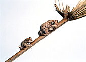 African treefrog