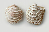 Jewel-box shell