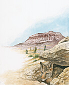 Coyote under a rock, illustration