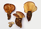 Velvet roll rim mushrooms