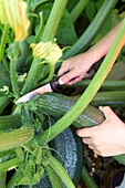 Girl's hand cutting large courgette at base of plant
