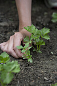 Celery (Apium graveolens var dulce 'Martine')