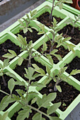 Tomato 'Gardeners Delight' seedlings