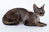 Tabby Devon Rex cat