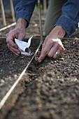 Sowing Swiss chard seeds directly into the ground