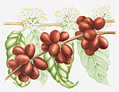 Cocoa plant, illustration