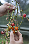 Tomato 'Gardeners Delight' ripening under cover