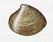Astarte shell (Veneroida astartidae), illustration