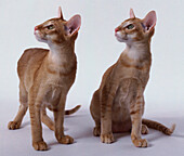 Two red ticked tabby Oriental Shorthair cats looking to side
