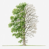 Tree with green foliage and bare branches, illustration
