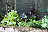 Metal chicken sculpture positioned amongst plants