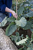 Propping up Brussel sprout plant with bamboo cane