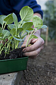 Planting out Brussel sprout seedlings from tray to bed