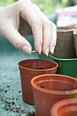 Sowing cucumber seeds in pots of compost