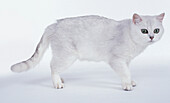 Black Tipped British Shorthair cat standing