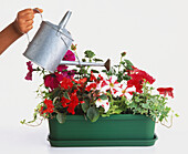 Using metal watering can to water red and white-red Petunias