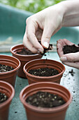 Sowing parsley seeds under cover into small pots of compost