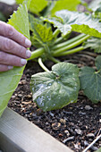 Removing diseased leaf from courgette plant