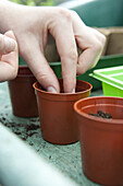 Sowing cucumber seeds in small pots of compost