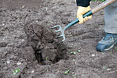 Person in gardening gloves weeding soil using a garden fork