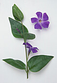 Greater periwinkle (Vinca major) stem with one flower