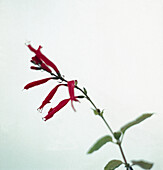 Pineapple sage (Salvia elegans 'Scarlet Pineapple') flowers